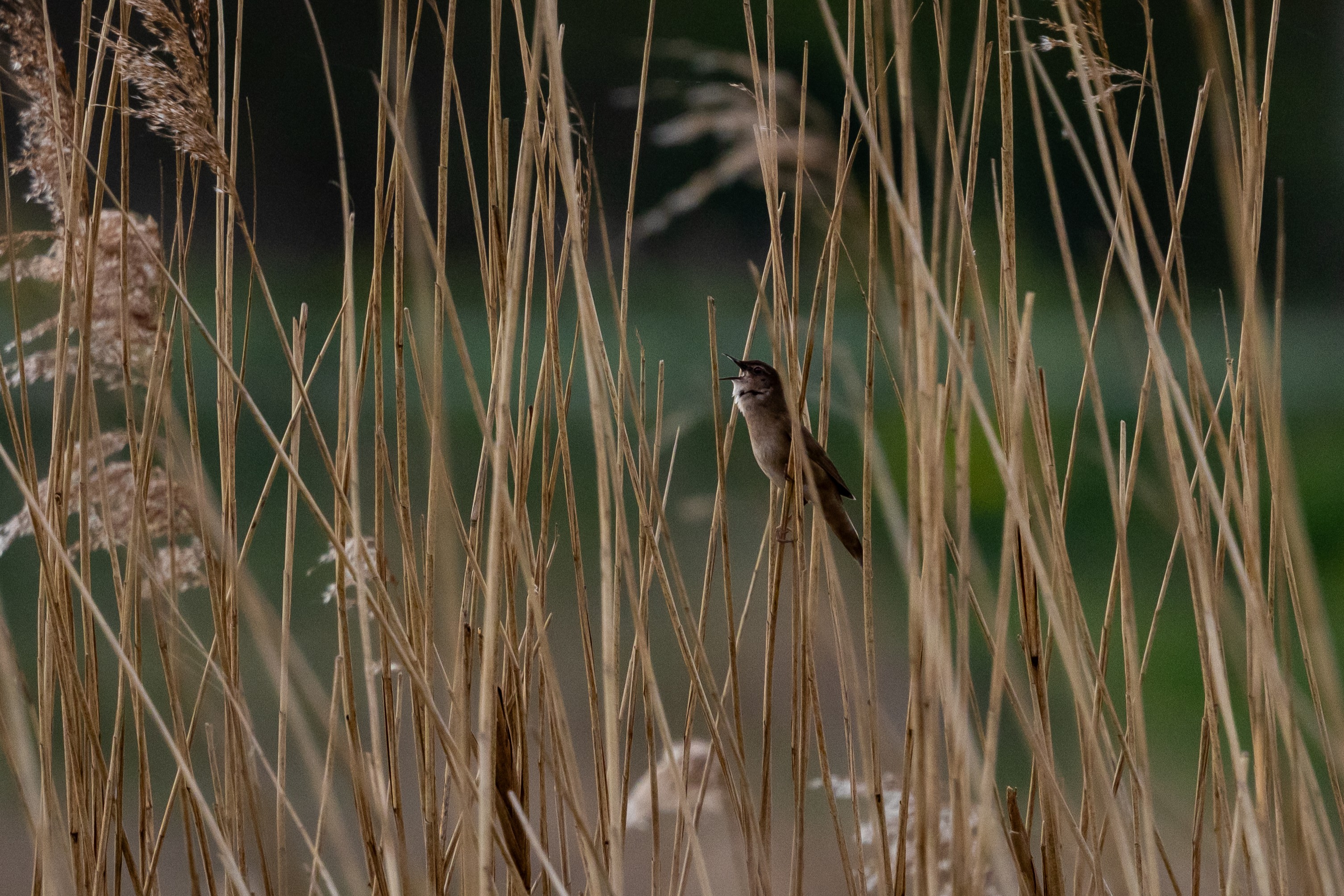 Snor (Groene Jonker). Foto van Lars.